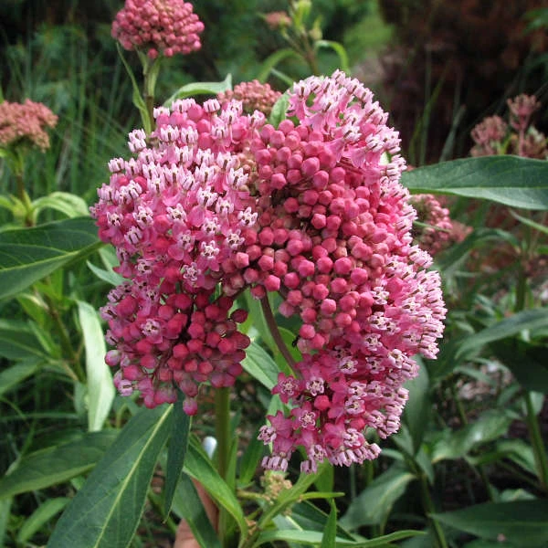 'Cinderella' Swamp Milkweed 4 'Cinderella' Swamp Milkweed - Image 4