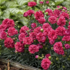 Fruit Punch® 'Raspberry Ruffles' Dianthus 7 Fruit Punch® 'Raspberry Ruffles' Dianthus -Great Garden Plants Shop e87edf696373a284d9438c94dccc133f