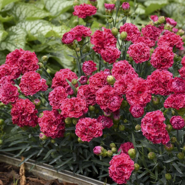 Fruit Punch® 'Raspberry Ruffles' Dianthus 3 Fruit Punch® 'Raspberry Ruffles' Dianthus - Image 3