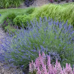Phenomenal® Lavender 10 Phenomenal® Lavender -Great Garden Plants Shop ea80d145310cf341f233116bf762121f