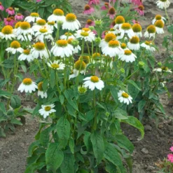 PowWow® White Coneflower -Great Garden Plants Shop echinacea pow wow white 3