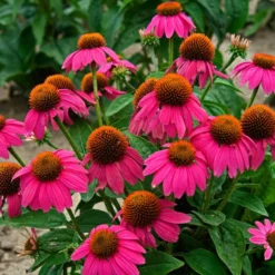 Butterfly Garden Collection 10 Butterfly Garden Collection -Great Garden Plants Shop echinacea pow wow wild berry 1 1f8d5481 f719 4b96 8a95 2f4d0993265d