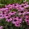'Purple Emperor' Coneflower