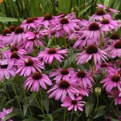 'Purple Emperor' Coneflower