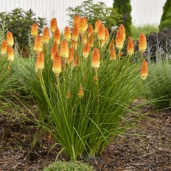 Pyromania® 'Hot And Cold' Red Hot Poker 7 Pyromania® 'Hot And Cold' Red Hot Poker -Great Garden Plants Shop ed4c55cbc714b6ab19f4d2f85f951b1e