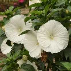 'Marshmallow Moon' Perennial Hibiscus -Great Garden Plants Shop ed8299824e1295ff82956d59535837a6