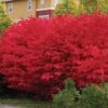 'Compactus' Burning Bush