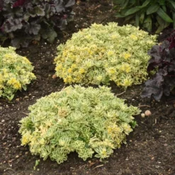Rock 'N Low® 'Boogie Woogie' Stonecrop 8 Rock 'N Low® 'Boogie Woogie' Stonecrop -Great Garden Plants Shop f024e42c42e5615e78b9e1e35acfbd6a