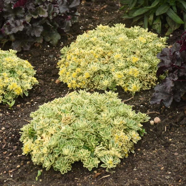 Rock 'N Low® 'Boogie Woogie' Stonecrop 3 Rock 'N Low® 'Boogie Woogie' Stonecrop - Image 3