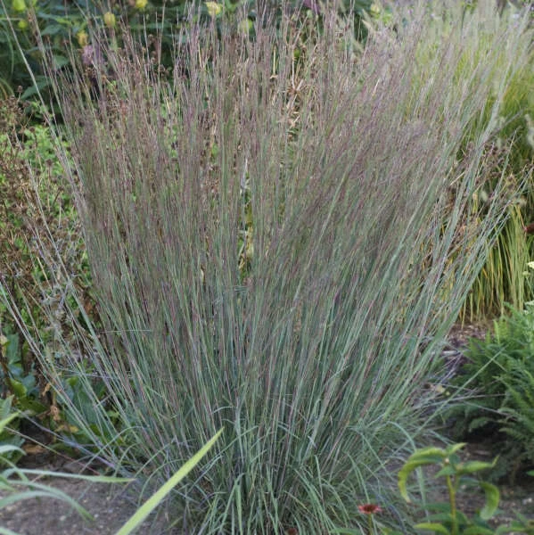 Blue Heaven® Little Bluestem 1 Blue Heaven® Little Bluestem