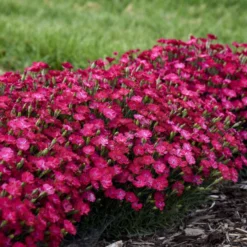 'Paint The Town Red' Dianthus -Great Garden Plants Shop f31612abc365d0ce0888b4d99c0daf25
