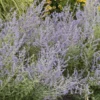Russian Sage