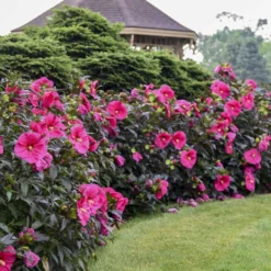 Summerific® 'Evening Rose' Perennial Hibiscus 9 Summerific® 'Evening Rose' Perennial Hibiscus -Great Garden Plants Shop f6cc1b603dde715f531c36cdecf30684