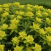 Cushion Spurge