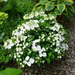 Fairytrail Bride™ Cascade Hydrangea™ -Great Garden Plants Shop fairytrail bride cascading hydrangea 4 sw
