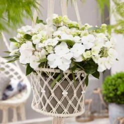 Fairytrail Bride™ Cascade Hydrangea™ -Great Garden Plants Shop fairytrail bride cascading hydrangea 5 sw