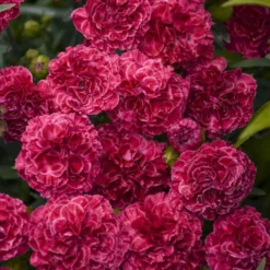 Fruit Punch® 'Raspberry Ruffles' Dianthus 8 Fruit Punch® 'Raspberry Ruffles' Dianthus -Great Garden Plants Shop fd97f530b14e3eea63e016fcf12ade4b