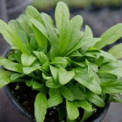 Feathered Friends™ 'Cordial Canary' Bugleweed 7 Feathered Friends™ 'Cordial Canary' Bugleweed -Great Garden Plants Shop feathered friends cordial canary bugleweed 2