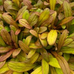 Feathered Friends™ 'Fancy Finch' Bugleweed 6 Feathered Friends™ 'Fancy Finch' Bugleweed -Great Garden Plants Shop feathered friends fancy finch bugleweed 2