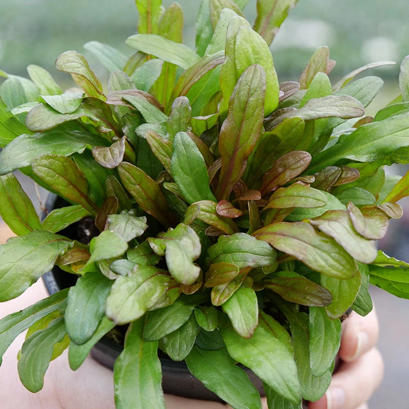 Feathered Friends™ 'Fancy Finch' Bugleweed 4 Feathered Friends™ 'Fancy Finch' Bugleweed - Image 4