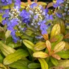 Feathered Friends™ 'Fancy Finch' Bugleweed