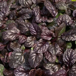 Feathered Friends™ 'Fierce Falcon' Bugleweed -Great Garden Plants Shop feathered friends fierce falcon bugleweed 1