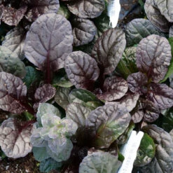 Feathered Friends™ 'Fierce Falcon' Bugleweed -Great Garden Plants Shop feathered friends fierce falcon bugleweed 3