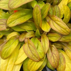 Feathered Friends™ 'Petite Parakeet' Bugleweed 5 Feathered Friends™ 'Petite Parakeet' Bugleweed -Great Garden Plants Shop feathered friends petite parakeet bugleweed 1