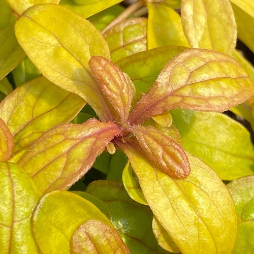 Feathered Friends™ 'Petite Parakeet' Bugleweed 2 Feathered Friends™ 'Petite Parakeet' Bugleweed - Image 2