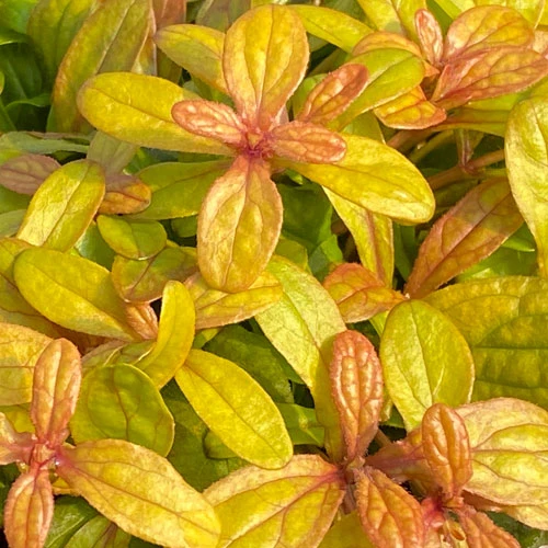 Feathered Friends™ 'Petite Parakeet' Bugleweed 1 Feathered Friends™ 'Petite Parakeet' Bugleweed