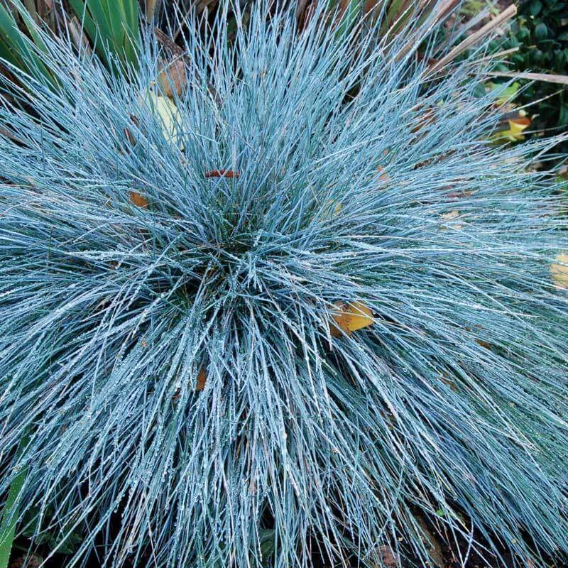 'Boulder Blue' Blue Fescue 1 'Boulder Blue' Blue Fescue