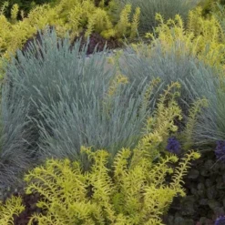 'Boulder Blue' Blue Fescue 9 'Boulder Blue' Blue Fescue -Great Garden Plants Shop festuca boulder blue fescue 2 sw