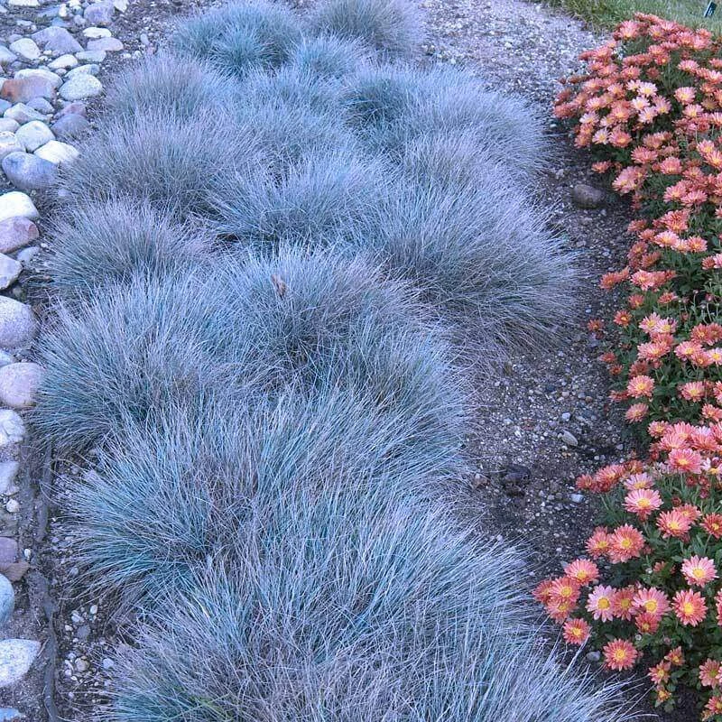 'Boulder Blue' Blue Fescue 2 'Boulder Blue' Blue Fescue - Image 2