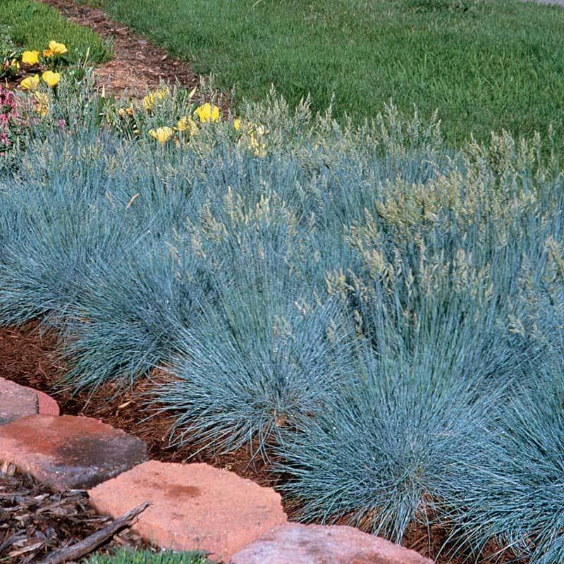 'Boulder Blue' Blue Fescue 4 'Boulder Blue' Blue Fescue - Image 4
