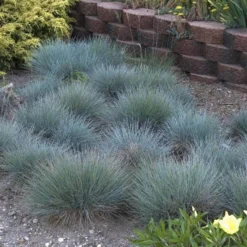 'Boulder Blue' Blue Fescue 11 'Boulder Blue' Blue Fescue -Great Garden Plants Shop festuca boulder blue fescue 5 sw