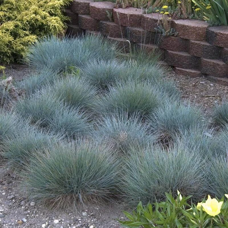 'Boulder Blue' Blue Fescue 5 'Boulder Blue' Blue Fescue - Image 5