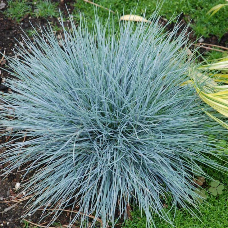 'Boulder Blue' Blue Fescue 6 'Boulder Blue' Blue Fescue - Image 6