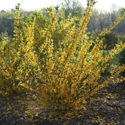 Flying Machine® Forsythia -Great Garden Plants Shop forsythia flying machine 1 P sw