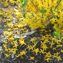Flying Machine® Forsythia -Great Garden Plants Shop forsythia flying machine 2 P sw