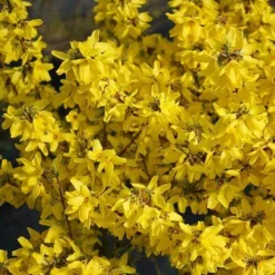 Flying Machine® Forsythia