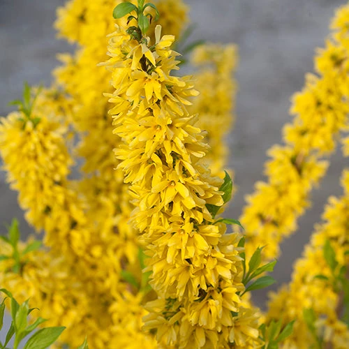 Show Off® Forsythia 1 Show Off® Forsythia