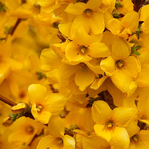 Show Off® Forsythia 3 Show Off® Forsythia - Image 3