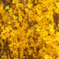 Show Off® Forsythia 8 Show Off® Forsythia -Great Garden Plants Shop forsythia show off 3 P
