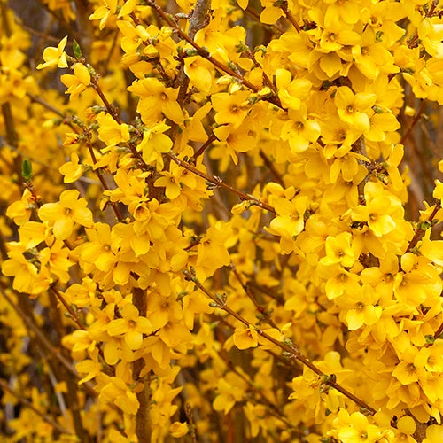 Show Off® Forsythia 4 Show Off® Forsythia - Image 4