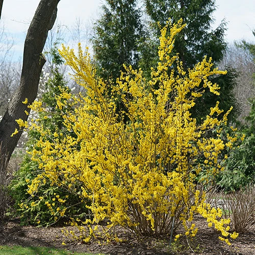 Show Off® Forsythia 2 Show Off® Forsythia - Image 2