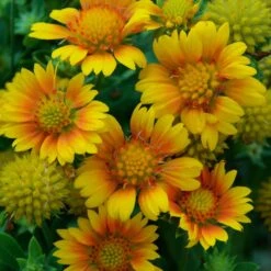 Drought Resistant+ Long Blooming Collection -Great Garden Plants Shop gaillardia arizona apricot 1
