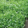 Sweet Woodruff