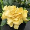 'Golden Magic' Gardenia