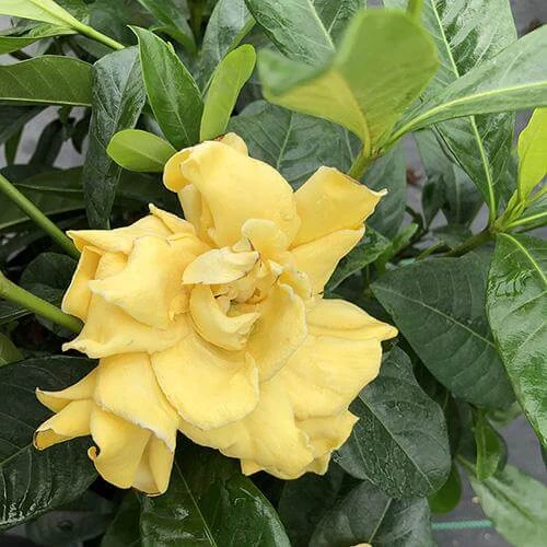 'Golden Magic' Gardenia 2 'Golden Magic' Gardenia - Image 2