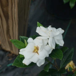 Steady As She Goes™ Gardenia -Great Garden Plants Shop gardenia steady as she goes 2